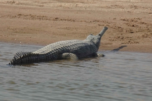 パリゴット・チャンバル・クロコダイル・ボート・サファリをお楽しみください
