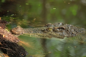 パリゴット・チャンバル・クロコダイル・ボート・サファリをお楽しみください
