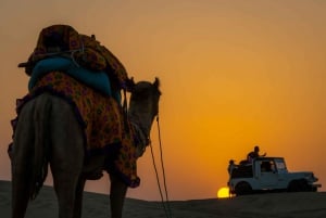 Billion of Stars Experience with Non Touristic Camel Safari
