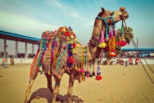 جولة حصرية في مدينة راجستان الوردية وجايبور (يومين)
