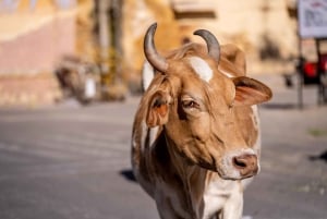 Excursão a pé pela cidade rosa com a gente (uma caminhada histórica em Jaipur)