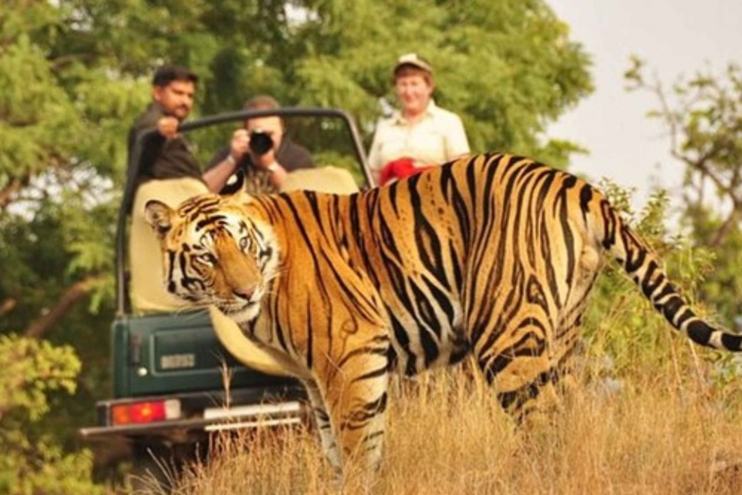 Privat dagstur med tigersafari från Jaipur Allt inkluderat