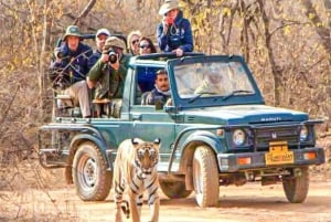 Gita giornaliera privata con Tiger Safari da Jaipur tutto incluso