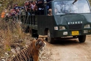 Privat dagstur med tigersafari från Jaipur Allt inkluderat