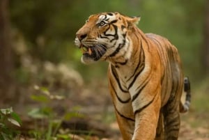 Gita giornaliera privata con Tiger Safari da Jaipur tutto incluso