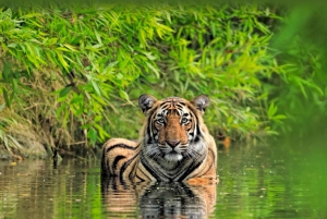 Privat guidet tur til Ranthambore National Park fra Jaipur