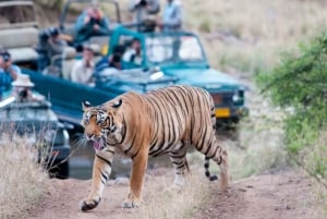 Tour guidato privato del Parco Nazionale di Ranthambore da Jaipur