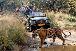 Tour met privébegeleiding door Ranthambore National Park vanuit Jaipur