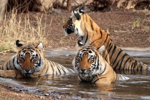 Yksityinen opastettu Ranthamboren kansallispuiston retki Jaipurista käsin