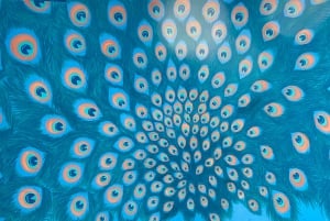 Privat Jodhpur Blue City Tour med upphämtning och avlämning på hotellet