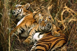 Delhi: Private Golden Triangle 6-Day Trip with Agra & Jaipur
