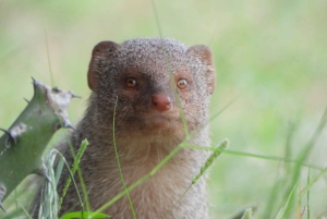 Частная экскурсия из Джайсалмера: Верблюжья ферма и деревенская жизнь