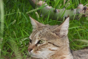 Частная экскурсия из Джайсалмера: Верблюжья ферма и деревенская жизнь