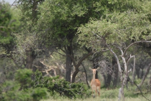 Частная экскурсия из Джайсалмера: Верблюжья ферма и деревенская жизнь