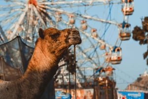 Pushkar: Narwar Garh Fort Tour with Food Walk