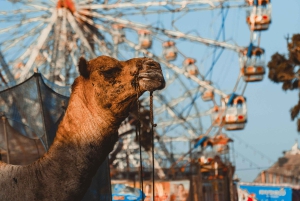 Pushkar: Narwar Garh Fort Tour mit Foodwalk