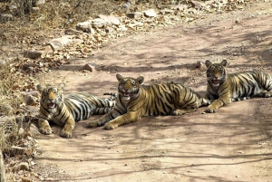 Pushkar Ranthambore Tiger Safari-tur med avlevering i Jaipur