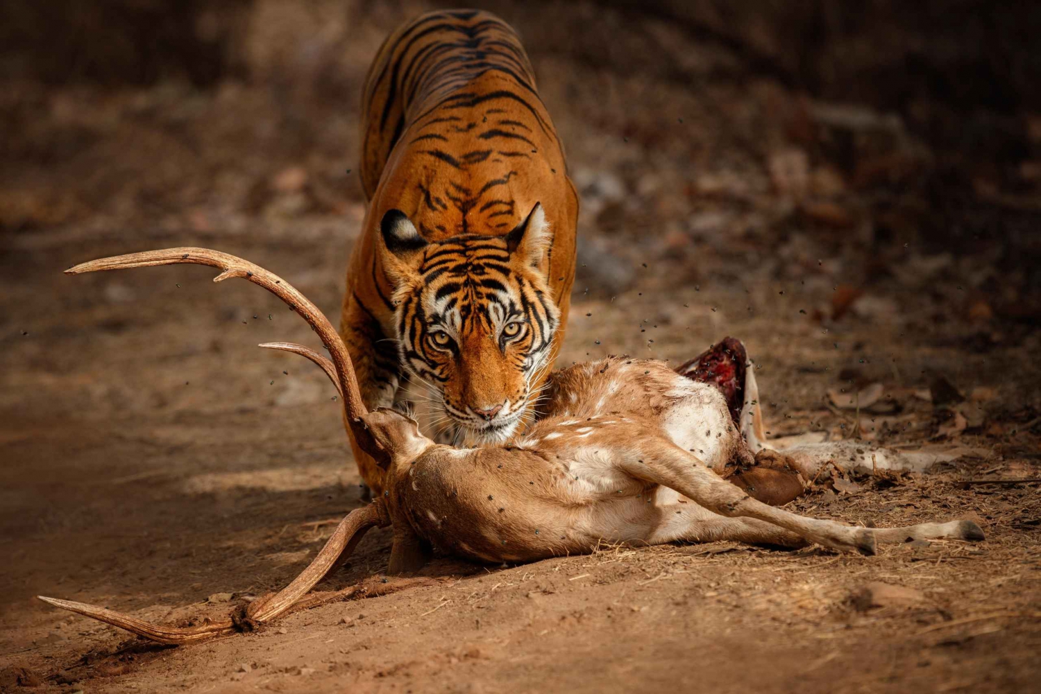 De Delhi a Ranthambhore Excursión nocturna/Safari en coche con tigres