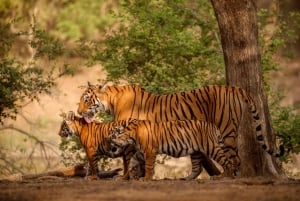 Jaipur do Ranthambhore tego samego dnia / safari tygrysów samochodem