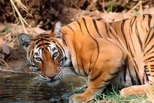 Excursión de un día de Jaipur a Ranthambhore / Safari en coche con tigres