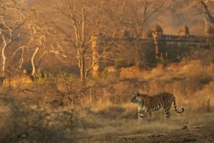 Ranthambhore: Storytelling Tiger Safari & Village Tour