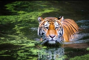 Ranthambhore: Storytelling Tiger Safari & Village Tour
