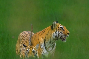 Ranthambhore: tijgersafari met verhalen en dorpsrondleiding