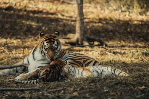 Ranthambhore: tijgersafari met verhalen en dorpsrondleiding