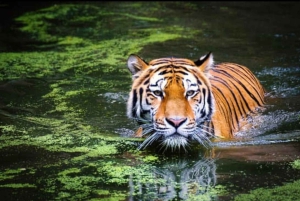 Ranthambhore: tijgersafari met verhalen en dorpsrondleiding