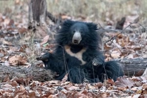 Ranthambore-Dschungelsafari: Private Safari für die besten Zonen