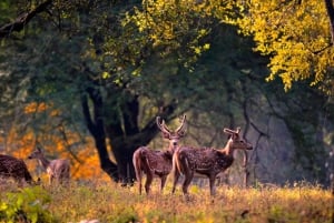 Ranthambore: Evening Wildlife Safari with local Guide