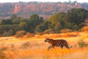 Ranthambore Fort and Ganesh Temple tour in a Jeep