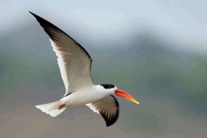 Ranthambore Gharial Sanctuary и Chambal Safari на лодках.