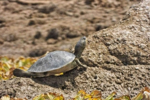 Ranthambore Gharial Sanctuary и Chambal Safari на лодках.