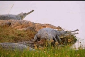 Ranthambore Gharial Sanctuary и Chambal Safari на лодках.