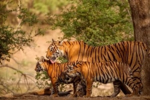 Ranthambore: Guided Safari Tour by Canter or Jeep