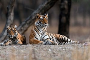 Ranthambore: Guided Safari Tour by Canter or Jeep