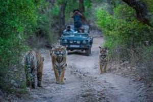 Ranthambore Jeep Safari Booking