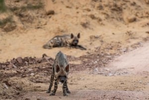 ランタンボール：ジャングル＆ボートサファリ（ホテル宿泊付き）