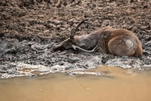 ランタンボール：ジャングル＆ボートサファリ（ホテル宿泊付き）