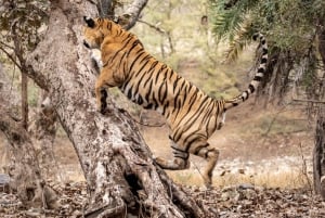 ランタンボール：ジャングル＆ボートサファリ（ホテル宿泊付き）