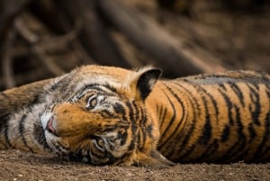 ランタンボール：ジャングル＆ボートサファリ（ホテル宿泊付き）