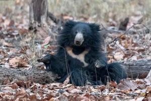 Ranthambore-Dschungelsafari: Private Safari für die besten Zonen