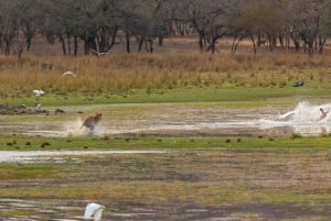 Ranthambore-Dschungelsafari: Private Safari für die besten Zonen