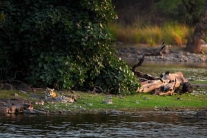 Ranthambore-Dschungelsafari: Private Safari für die besten Zonen