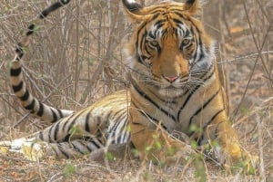Ranthambore-Dschungelsafari: Private Safari für die besten Zonen