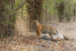 Ranthambore-Dschungelsafari: Private Safari für die besten Zonen