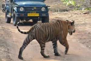 Ranthambore: National Park Canter Safari