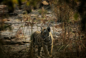 Ranthambore: National Park Canter Safari