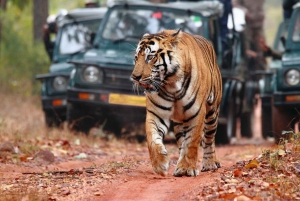 Ranthambore National Park: Jeep or Canter Safari Tour